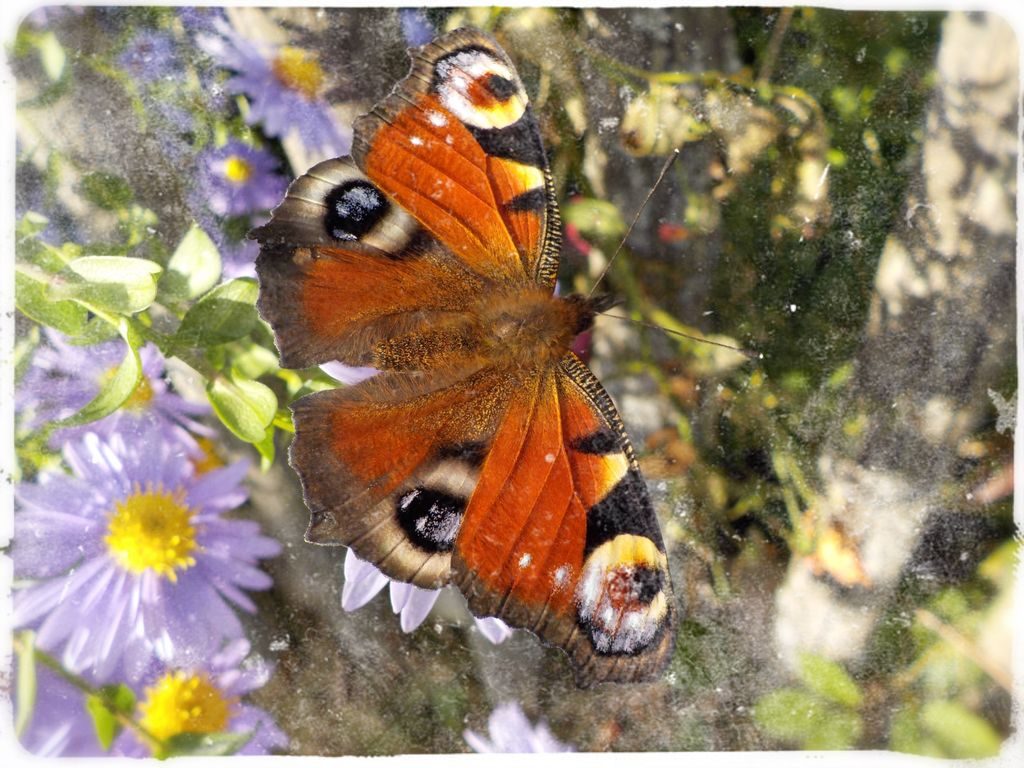 Butterfly on a flower