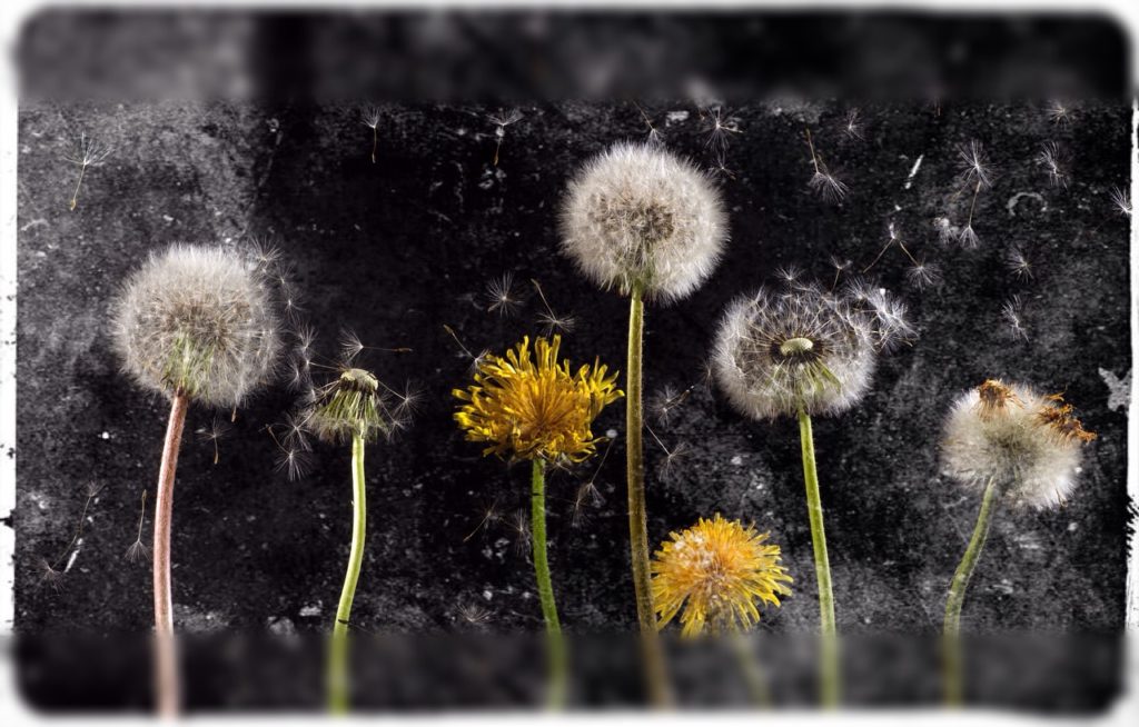 Dandelion