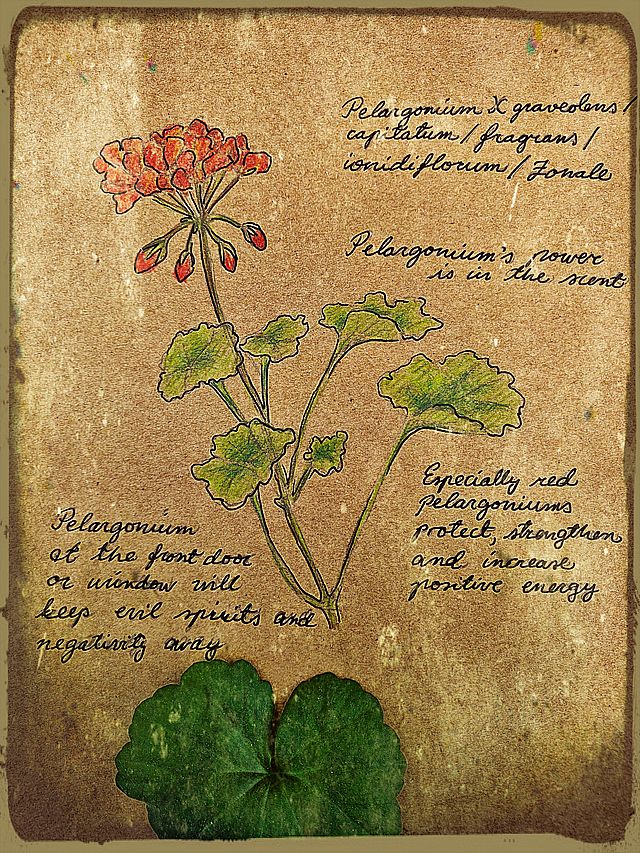 pelargonium has magickal properties