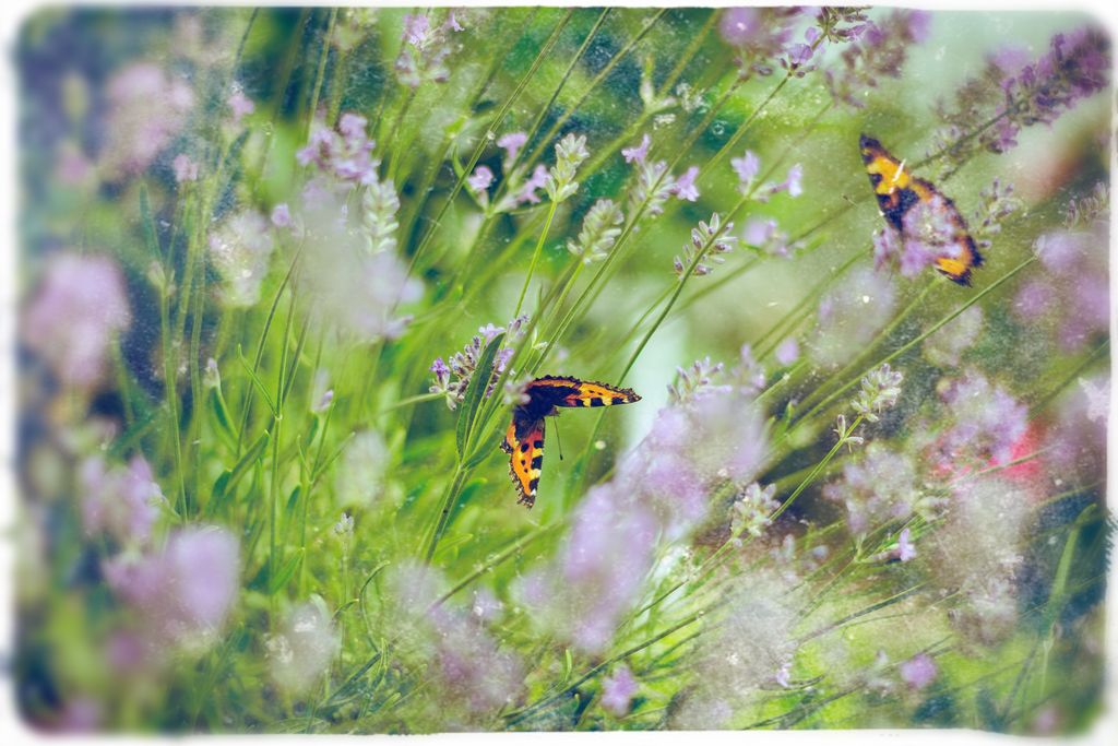 Butterflies – the Magick of Summer