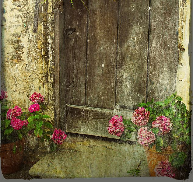 Pelargonium – Protection, Love and Inner Growth