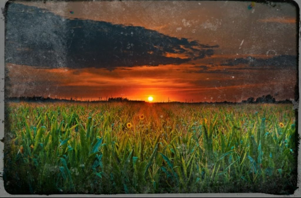 Eat yellow corn on summer solstice to make your wish true - EnrapturedbyMagick