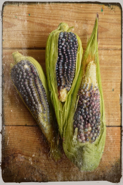 Blue corn is the most potent magickally - EnrapturedbyMagick